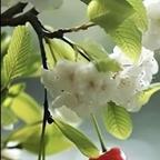 那些年华头像