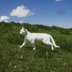 猫猫111111头像
