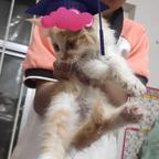 小猫头像