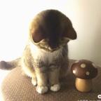 我想要两颗西柚头像