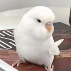 铭记杰出头像