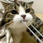 猫猫头不痛头像