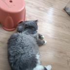 白柒头像