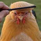 陌疏头像