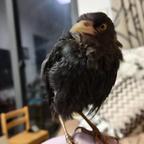 lcq如意头像
