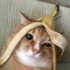 ovo:-)头像