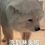 薄荷青苹果味的夏天头像