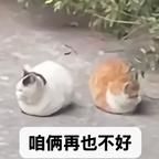 Lyla头像