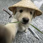 沧月绘暮荷头像