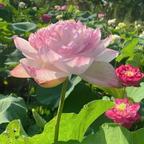 AAA花开富贵头像