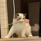 知意头像