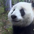 西班牙⭐十六年双星  ⭐头像