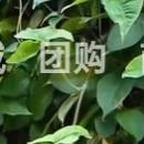 ，，， 头像