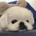 迷途仙子云嫣头像