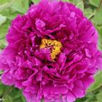 Peony头像