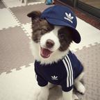 啊小鹿o头像