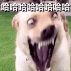 L头像