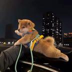 潮声头像