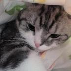 米酒的小米Y头像