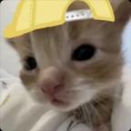 觅青礼头像