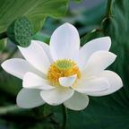 清水莲花开头像