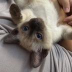 稀有猫菇头像