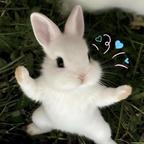 小兔🐇头像