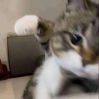 啥啊又叫我头像