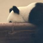 樂於头像