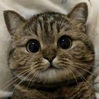 枫￴ ￴头像