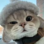 掉进猫猫城头像