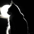 oldcat头像