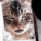 社会猫二号人物头像