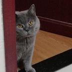 可乐是只猫头像