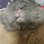 肚肚不饿头像
