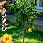 北方果木包品种头像