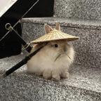 猫抓板头像