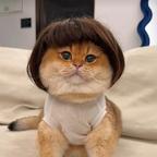 猫猫的头像