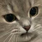 歪嘴小猫头像