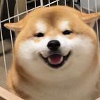 喜欢碎懒觉头像