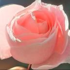 🌹🌷玫瑰🌷🌹头像
