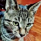 猫卜错头像