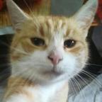 猫头像