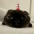 猫猫饼干头像