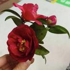 远舟逢荼靡头像