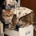猫爱理萝卜头像
