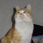 爱宅家の懒猫猫头像