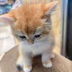 (*¯︶¯*)头像