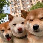 略略略略略头像