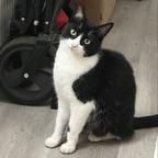 隔壁老王的猫头像